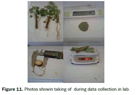 Botanical-Sciences-data-collection