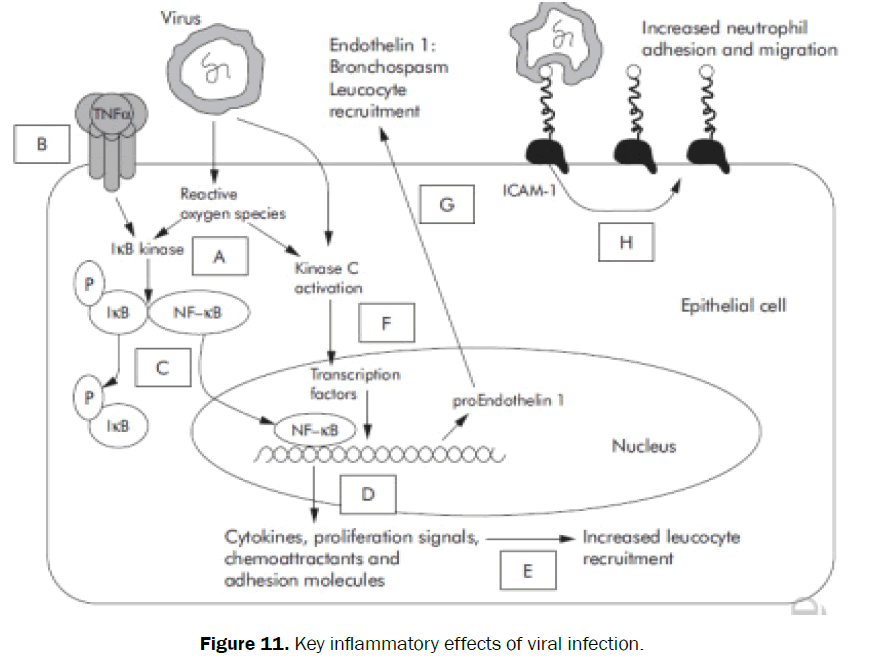 nursing-health-sciences-key-inflammatory