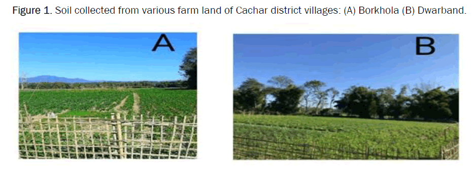agriculture-cachar
