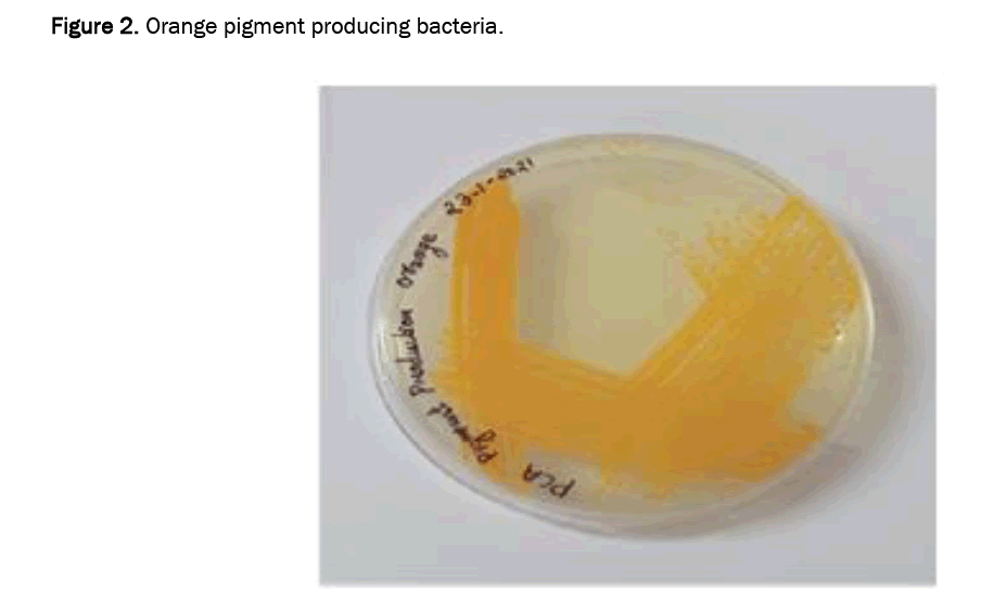 biology-bacteria