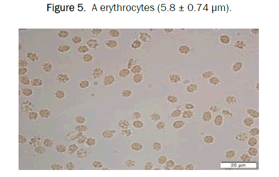 biology-eryth