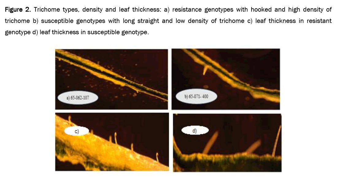 biology-genotypes