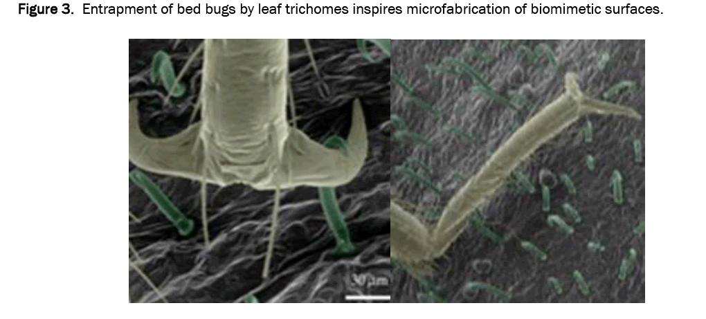 biology-microfabrication
