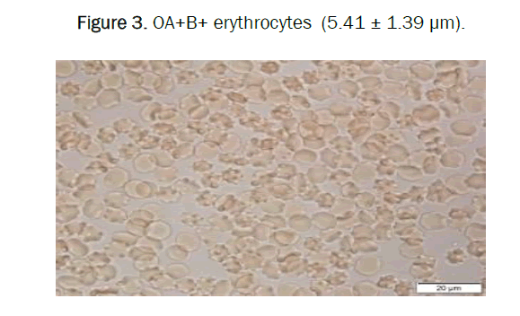 biology-rocytes