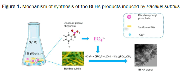 biology-synthesis