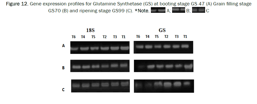 botanical-sciences-synthetase