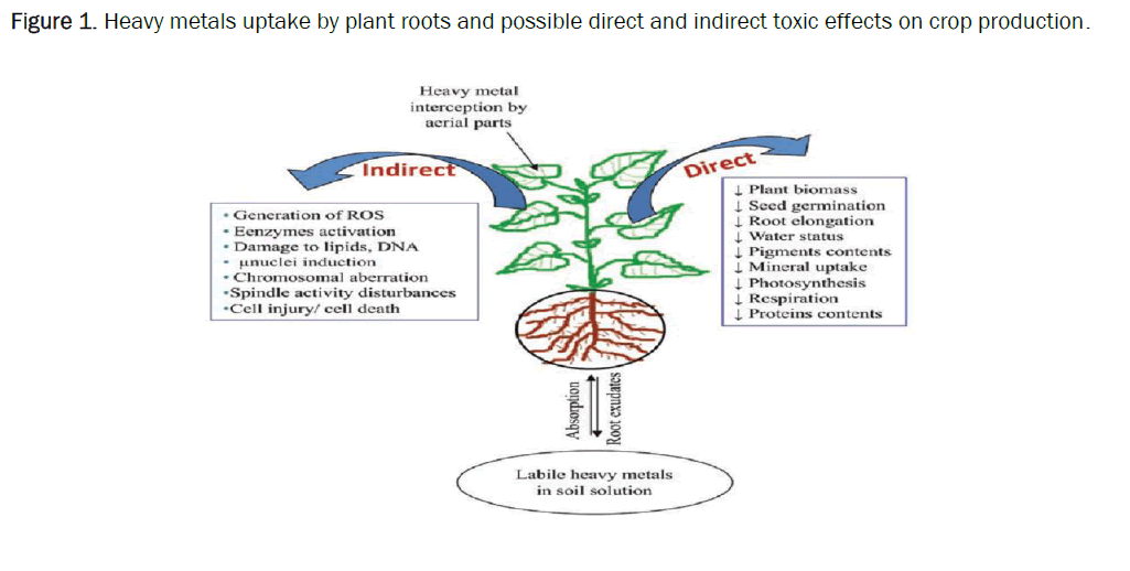 Correlation between the amount of heavy metals in the roots and