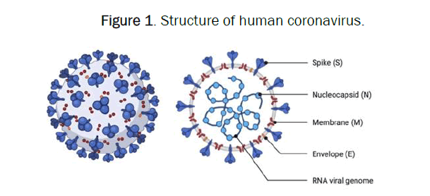 clinical-respiratory-coronavirus