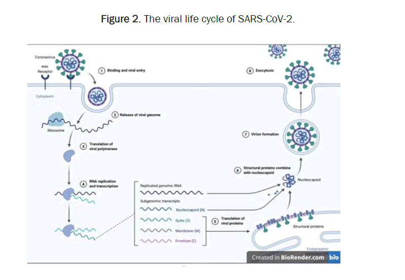 clinical-respiratory-viral