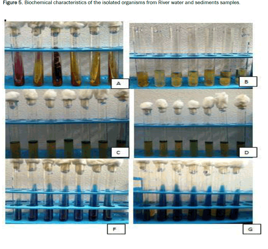 environmental-sciences-sediments