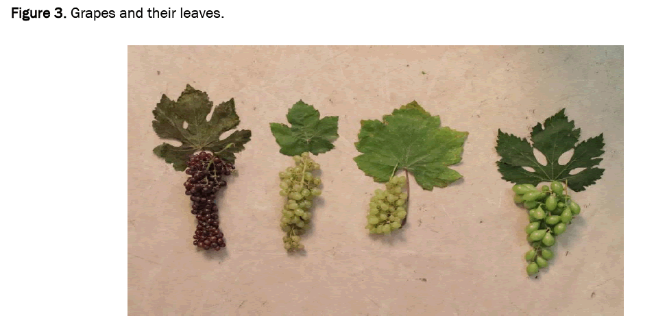 food-diary-grapes