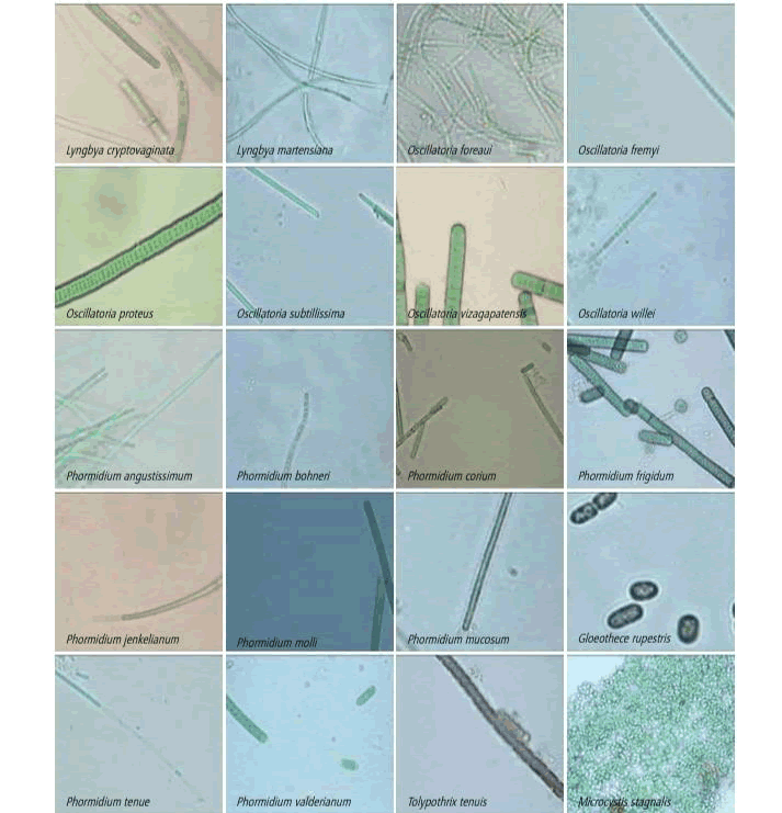 journal-agriculture-cyanobacteria