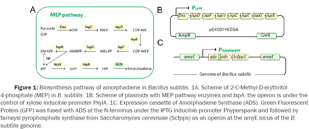 microbiology-amorphadiene