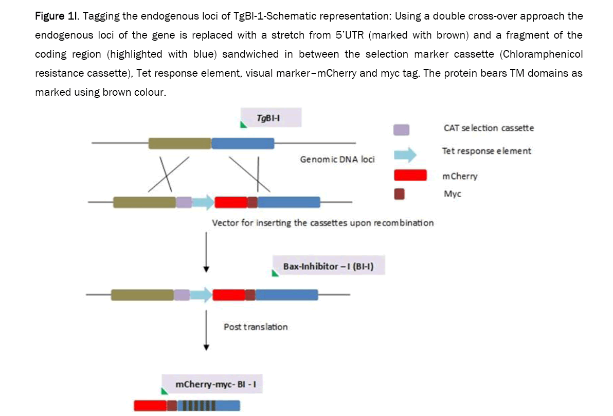 microbiology-endogenous