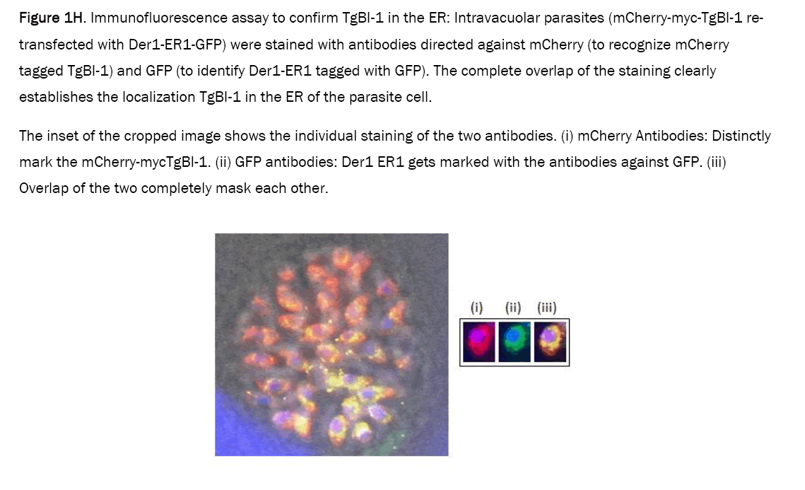 microbiology-parasites