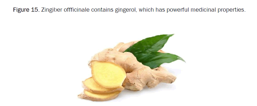 pharmacognosy-gingerol