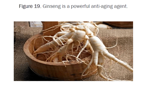 pharmacognosy-ginseng