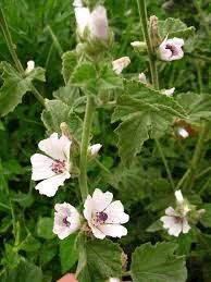 pharmacognosy-phytochemistry-althaea