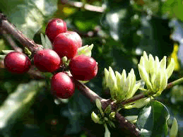 pharmacognosy-phytochemistry-coffea