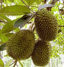 pharmacognosy-phytochemistry-durian