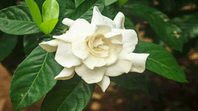 pharmacognosy-phytochemistry-gardenia