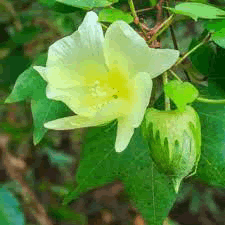 pharmacognosy-phytochemistry-gossypiumherbaceum