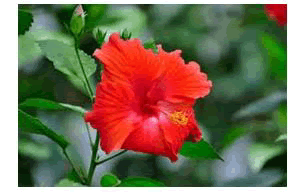 pharmacognosy-phytochemistry-hibiscus