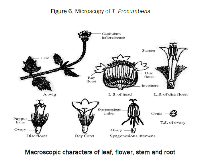 pharmacy-pharmaceutical-characters