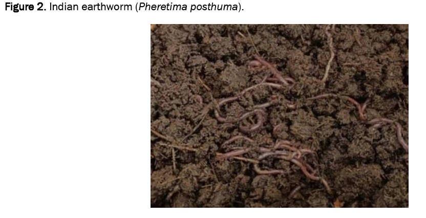 pharmacy-pharmaceutical-earthworm