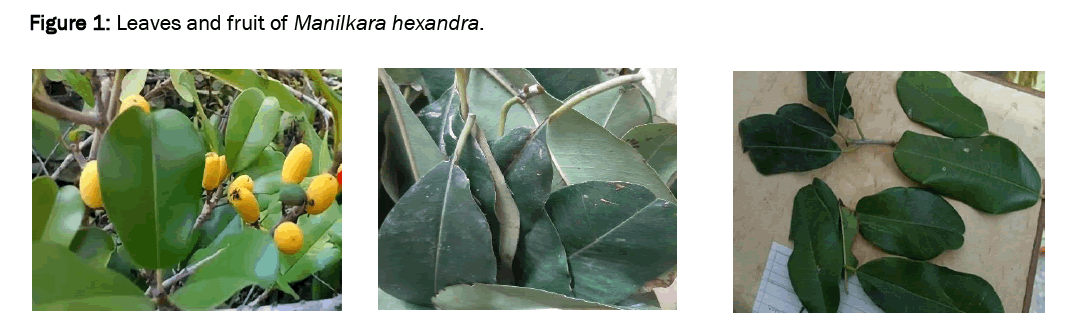 pharmacy-pharmaceutical-hexandra