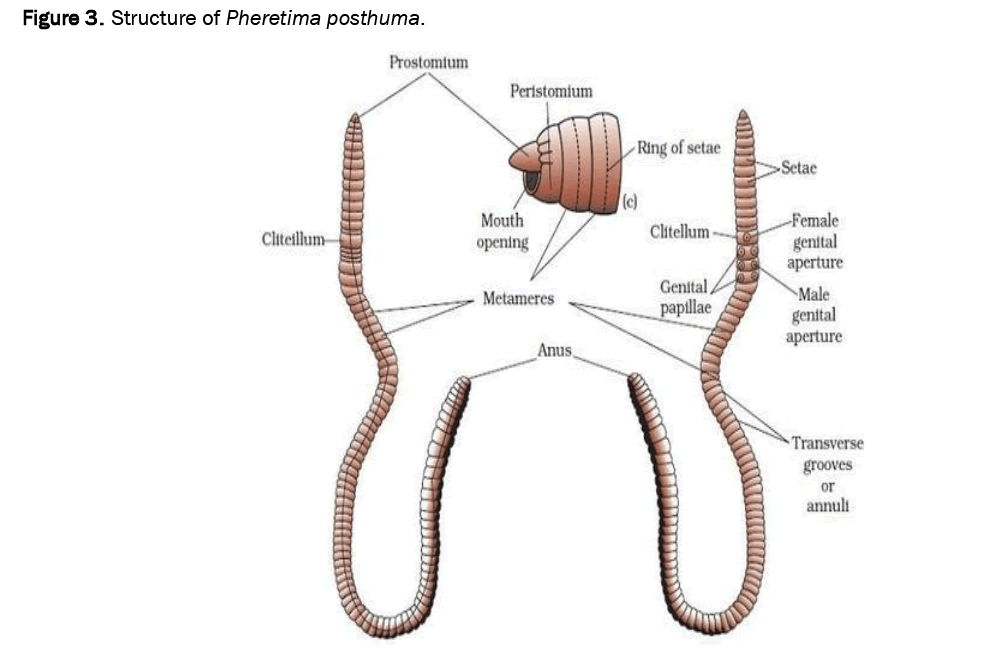 pharmacy-pharmaceutical-pheretima