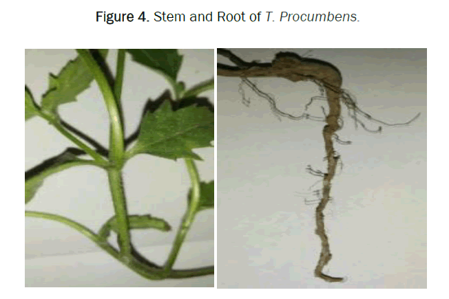 pharmacy-pharmaceutical-root