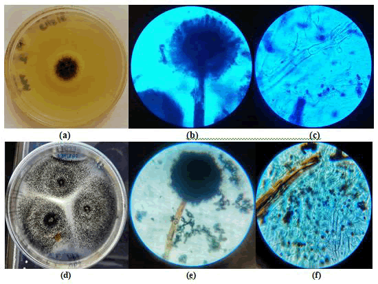 research-reviews-fungi