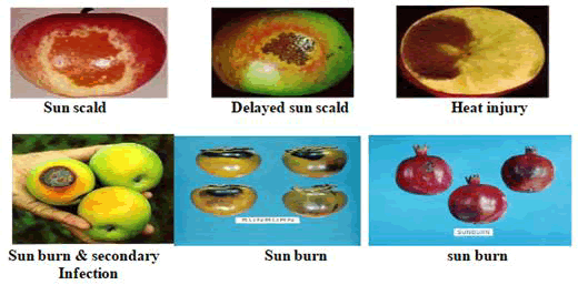 research-reviews-photosynthesis