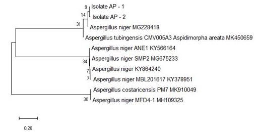 research-reviews-phylogenetic