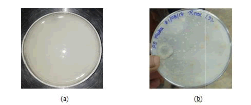 research-reviews-plate