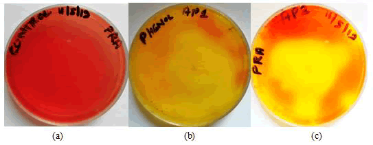 research-reviews-screening