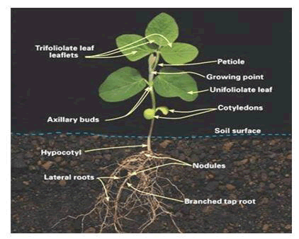 research-reviews-soybean