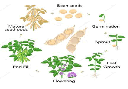 research-reviews-soybean
