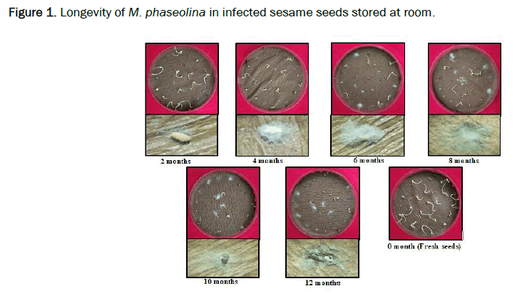 Agriculture-Sciences-sesame