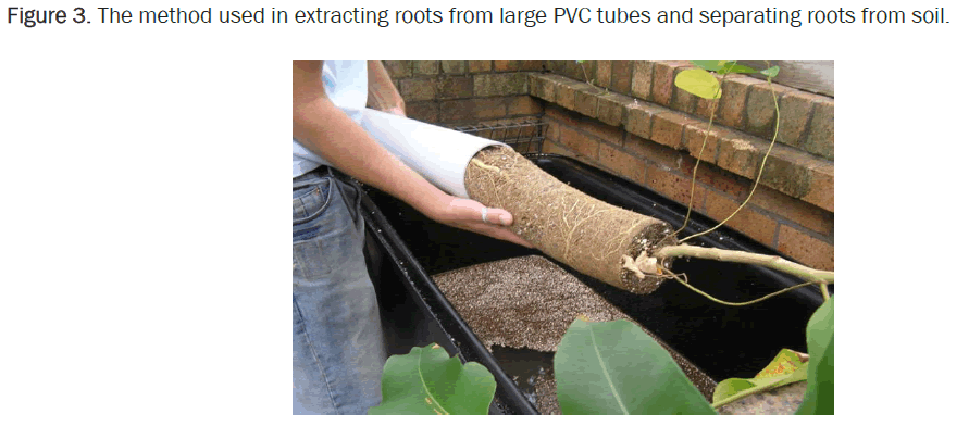 Botanical-roots