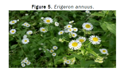 JEAES-Erigeron