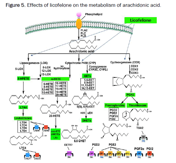 JPPS-Effects