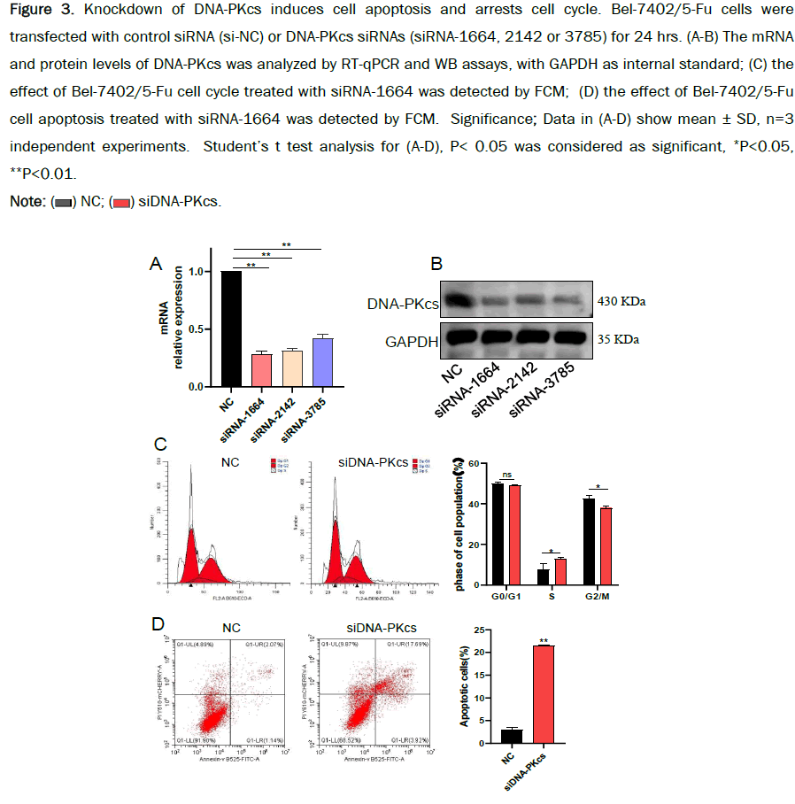 Pharmacy-Pharmaceutical-apoptosis