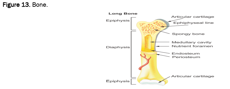 agriculture-allied-bone