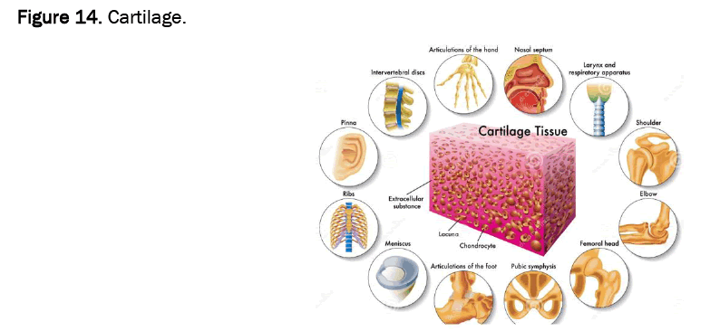 agriculture-allied-cartilage