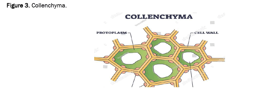 agriculture-allied-collenchyma