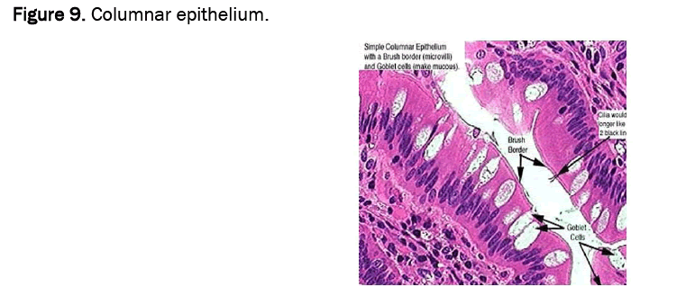 agriculture-allied-columnar