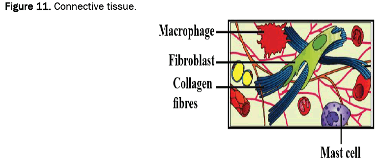 agriculture-allied-connective