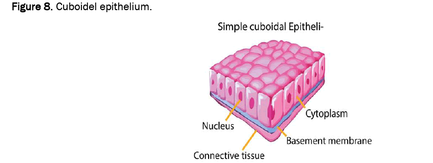 agriculture-allied-cuboidel